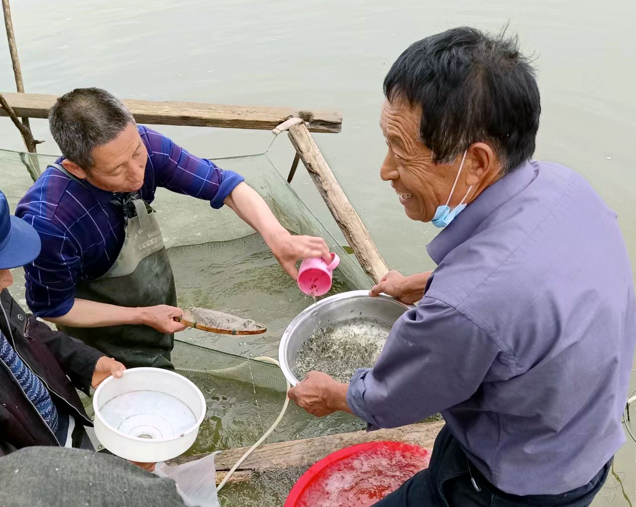 农场公司一渔场张建卫新品种鲫鱼苗畅销