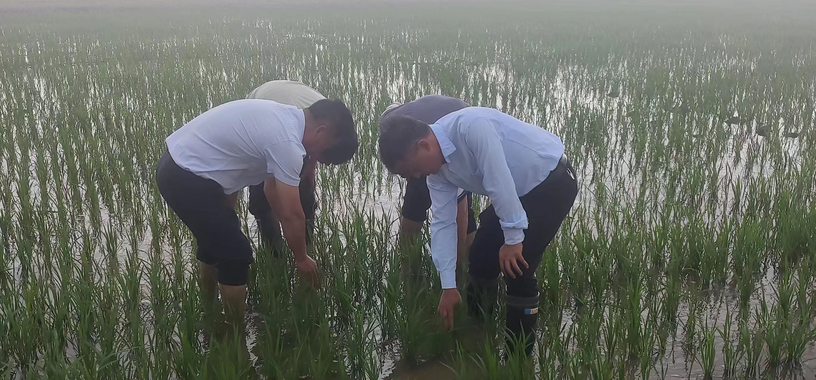 第一生产区：“党建+”引领助力农业生产